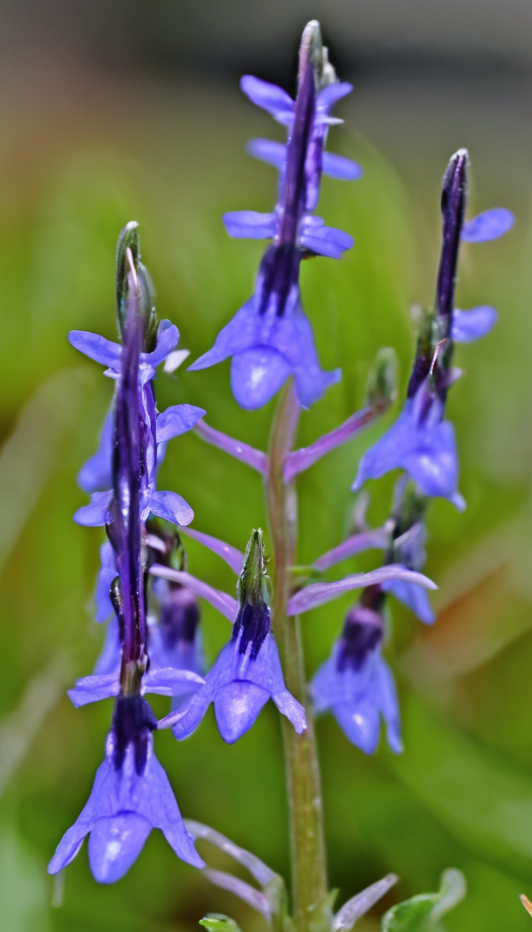 Лобелия эринус