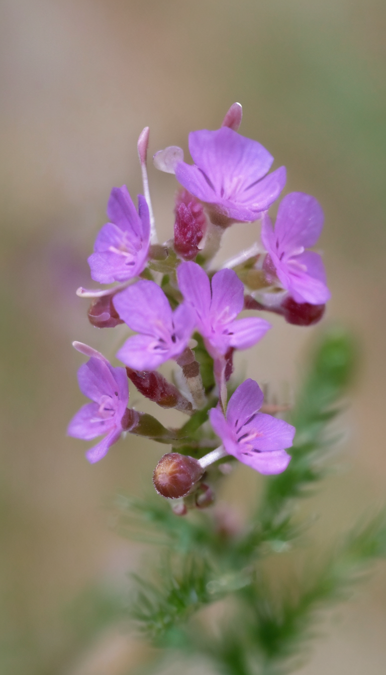 Малькольмия приморская