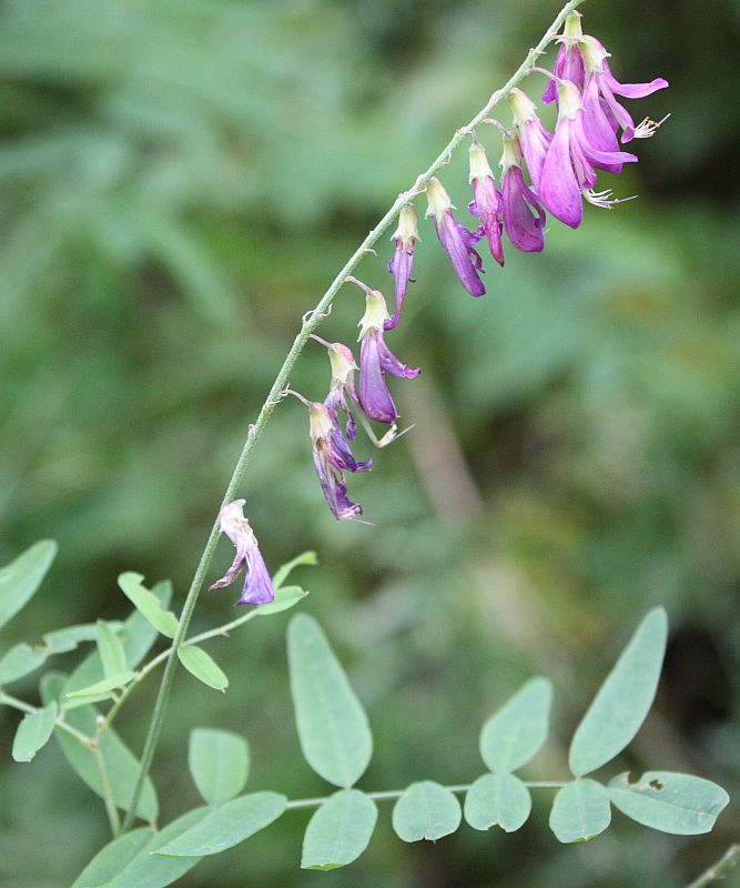 Копеечник альпийский