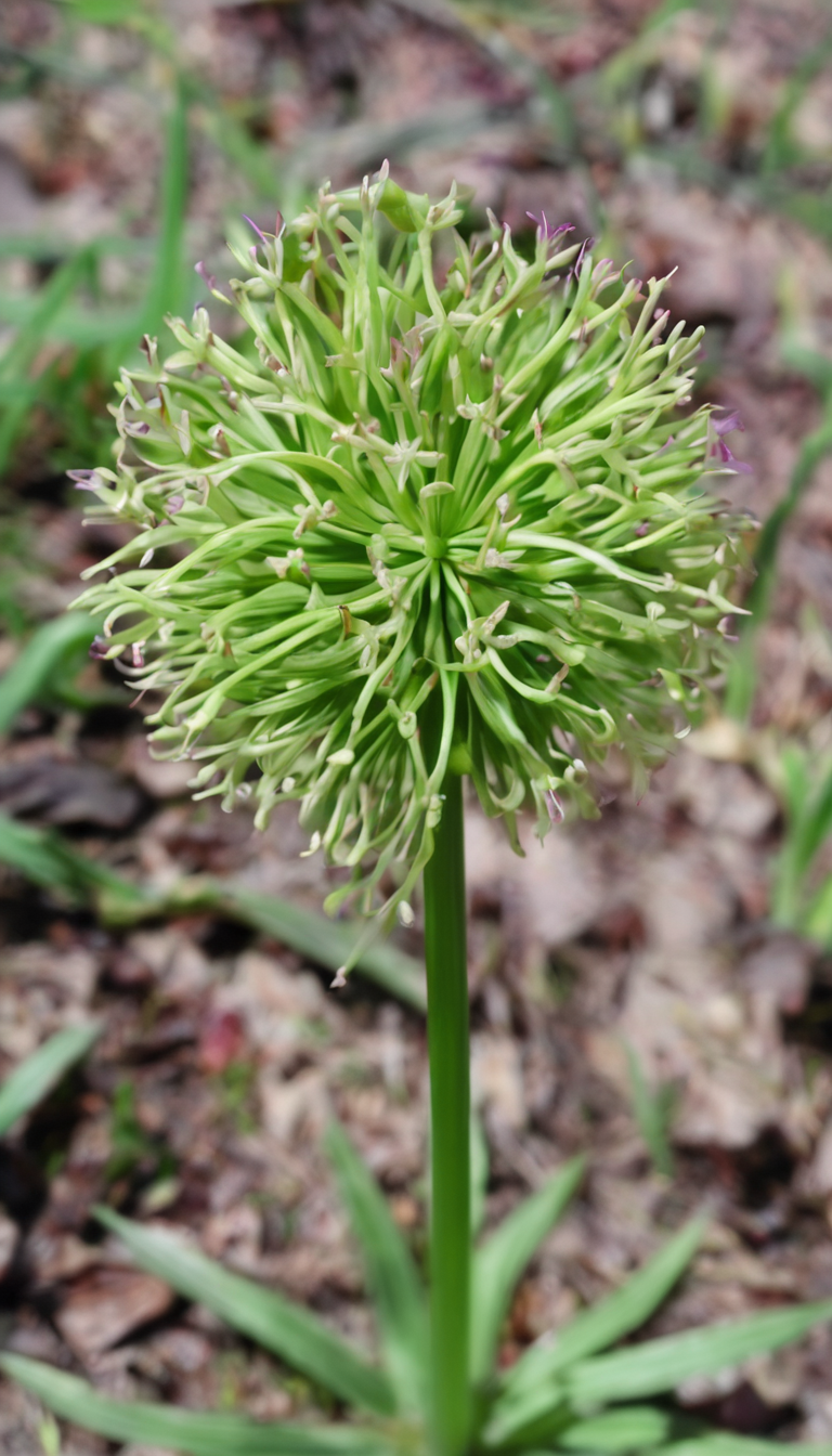 Лук причесночный (рокамболь)