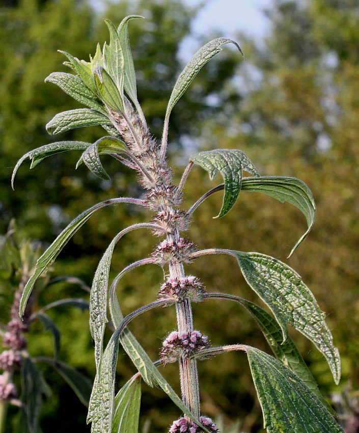 Пустырник сердечный