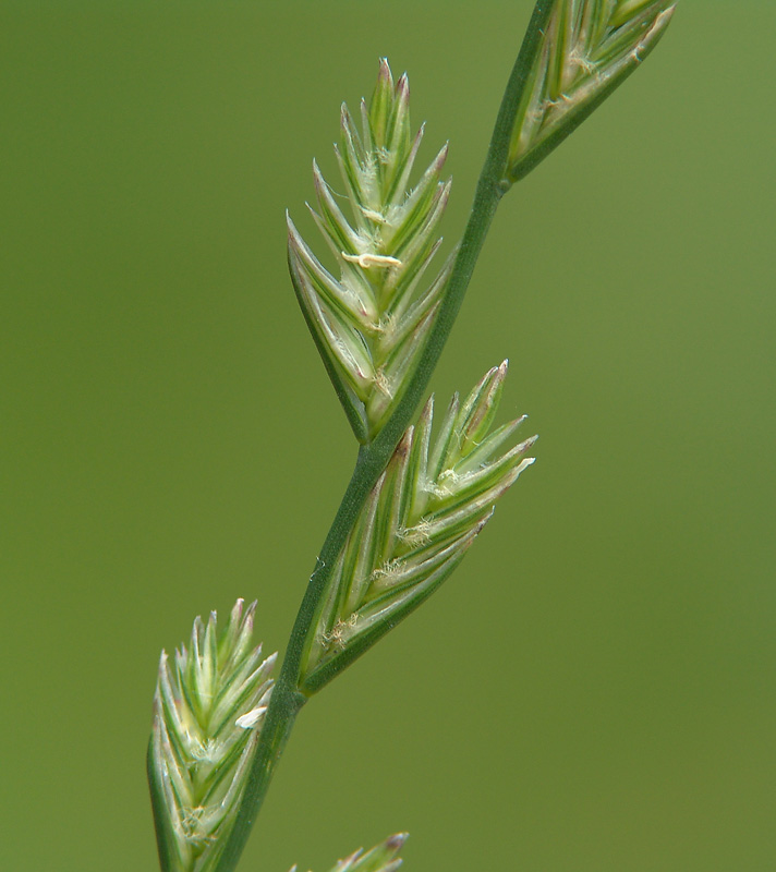 Райграс пастбищный