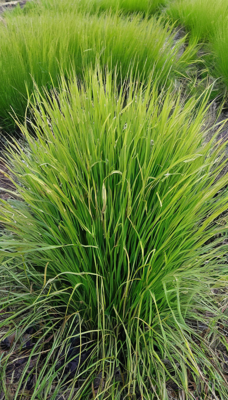 Пырей бескорневищный