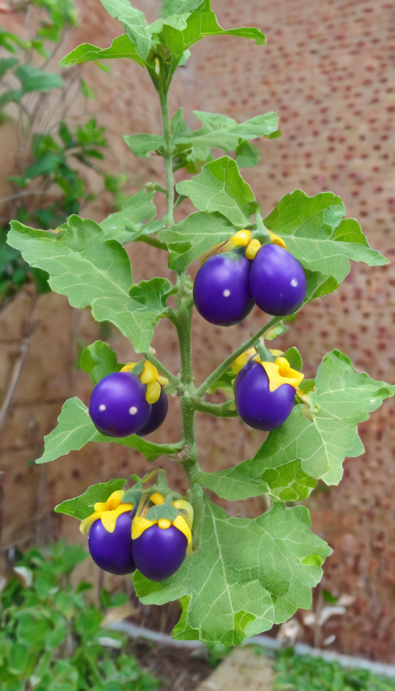 Паслен гулявниколистный