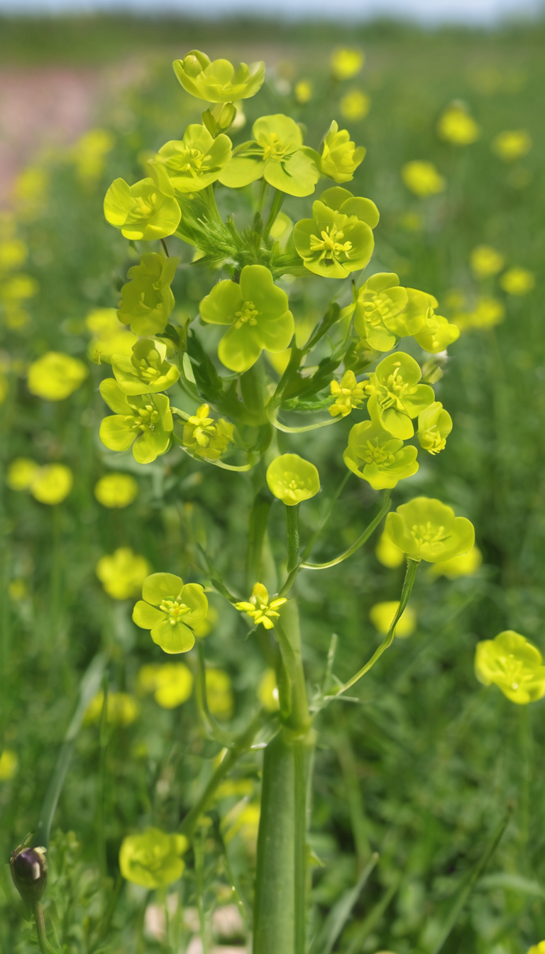 Рыжик яровой