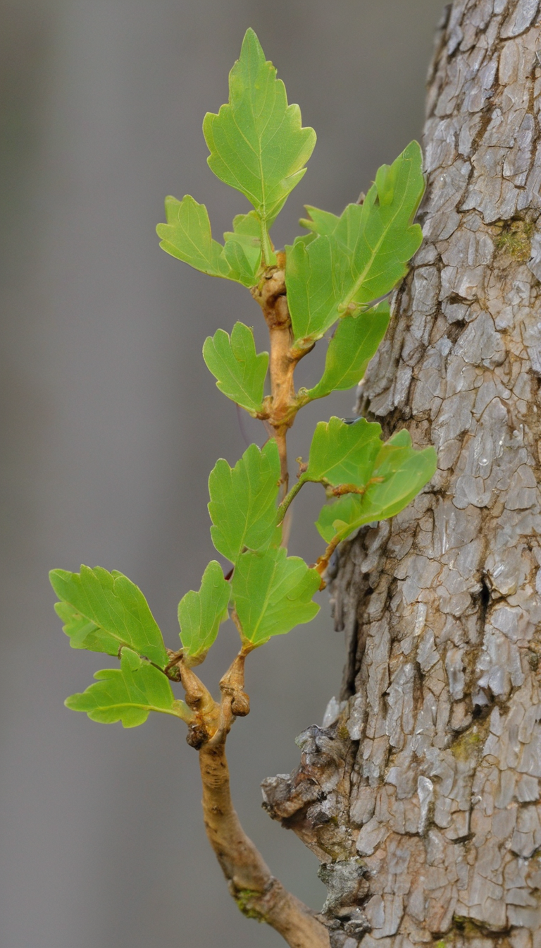 Дуб таворский