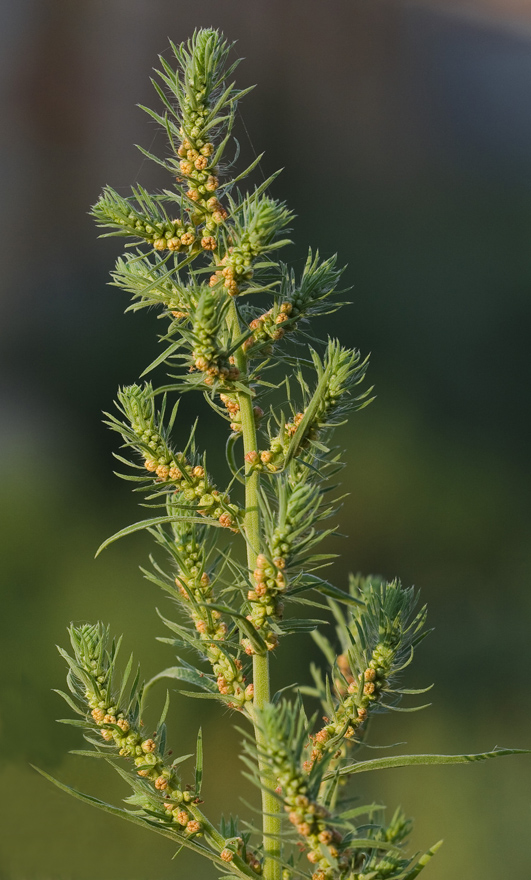 Кохия веничная