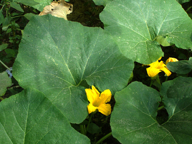 Тыква крупноплодная