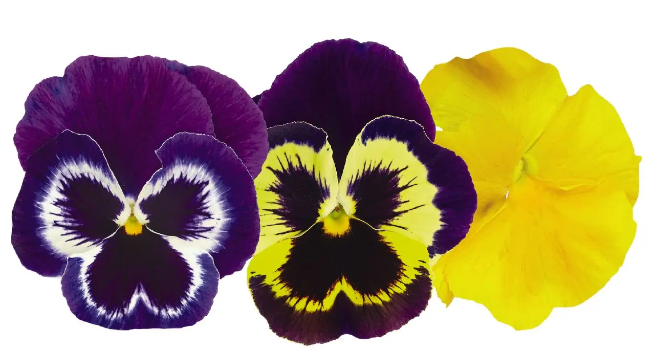 Виола виттрока