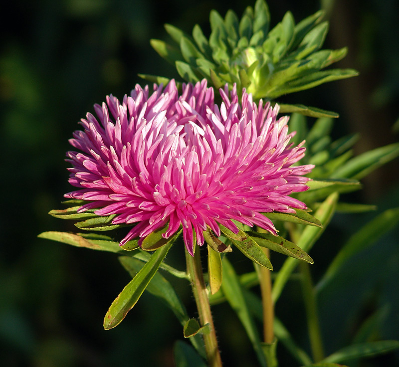 Астра однолетняя