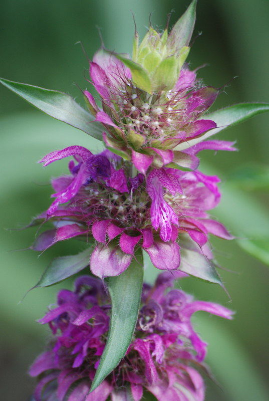 Монарда лимонная