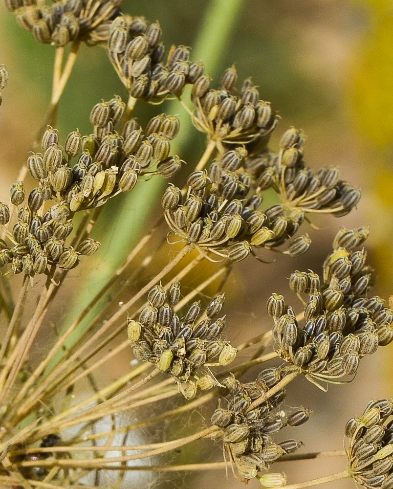 Амми большая