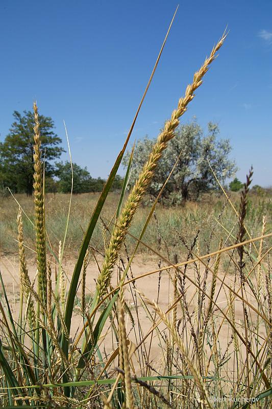 Колосняк гигантский