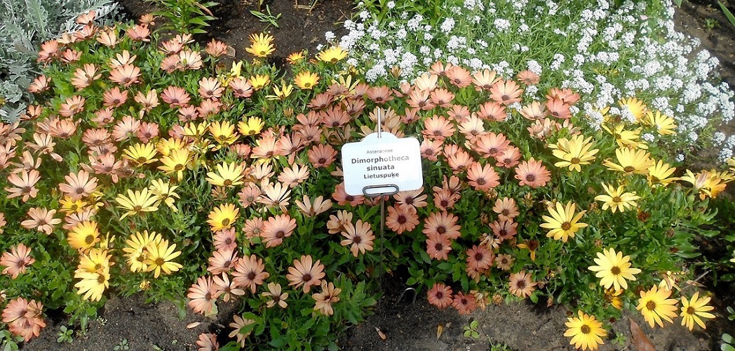 Диморфотека выемчатая