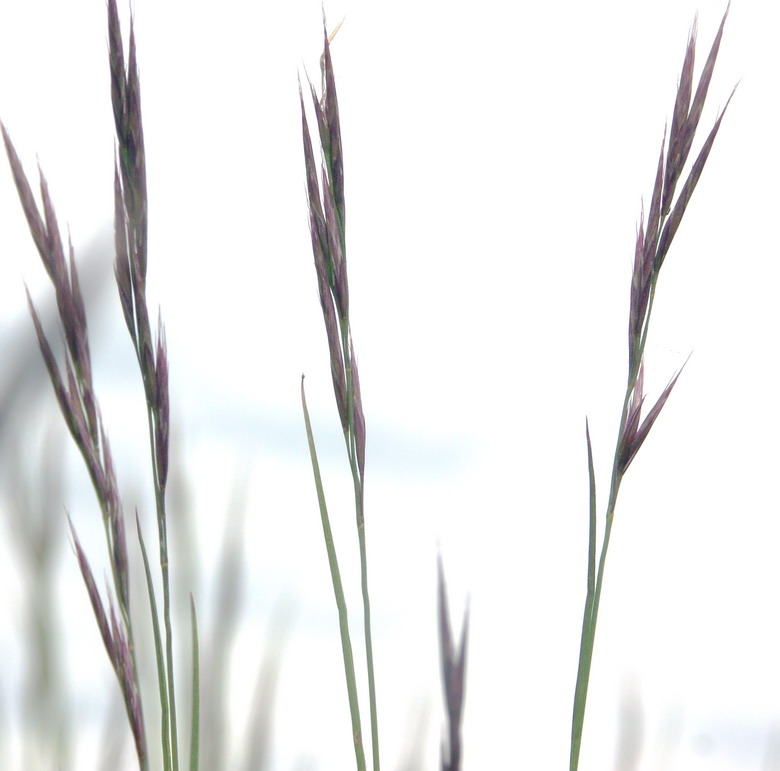 Кострец прямой