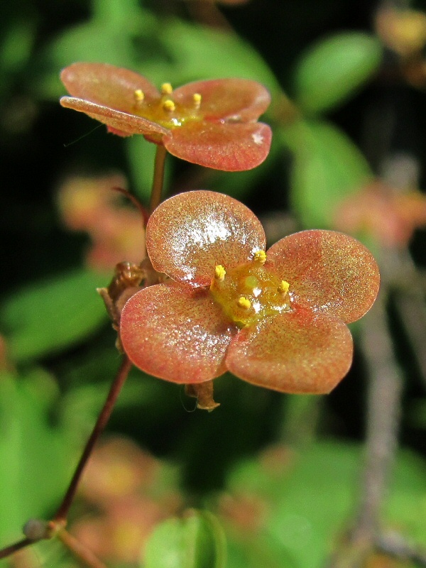 Бересклет европейский