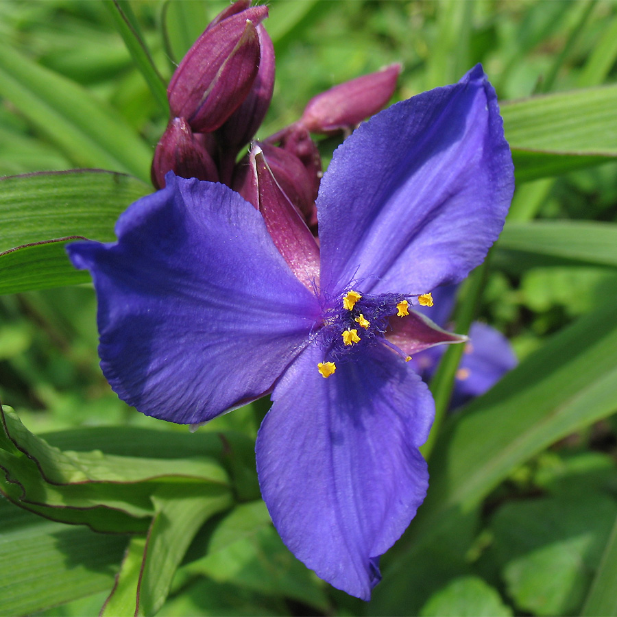 Традесканция