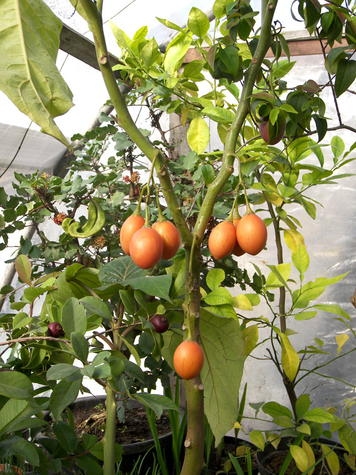 Томатное дерево