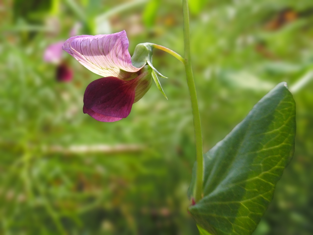 Горох полевой