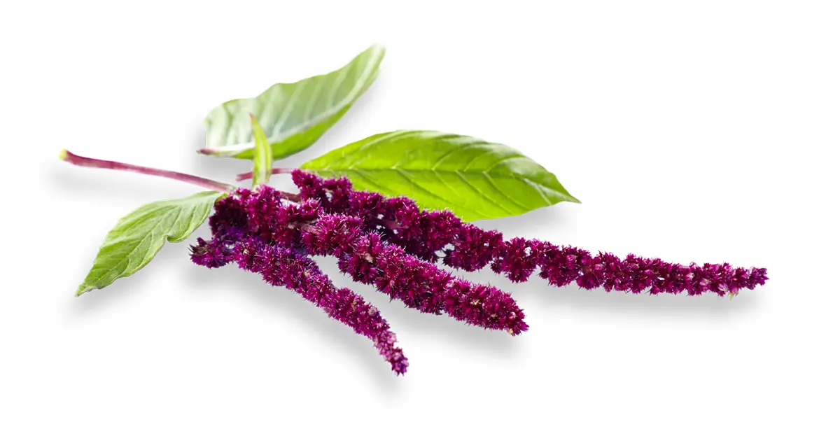 Амарант трехцветный