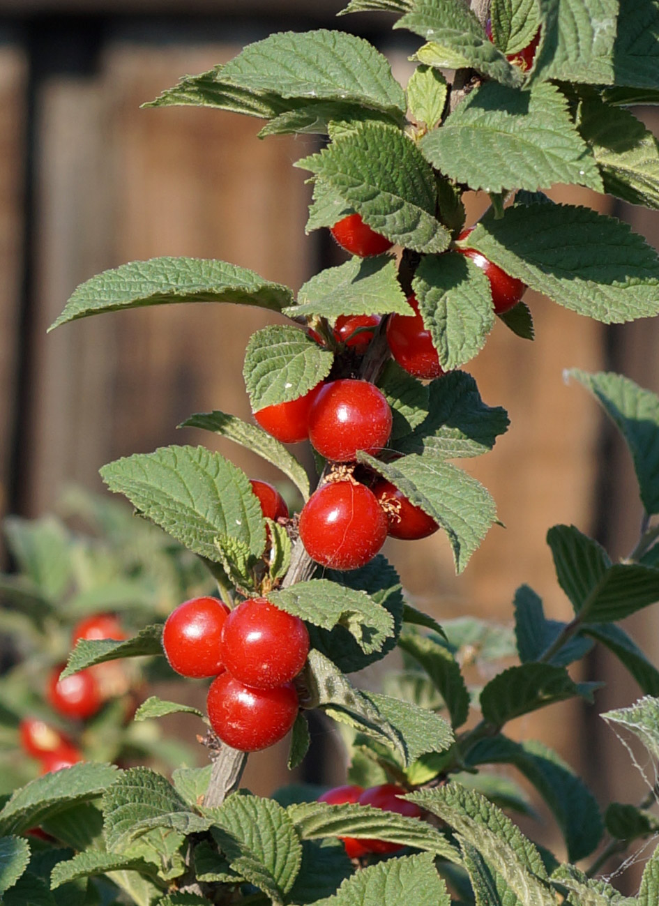 Вишня войлочная