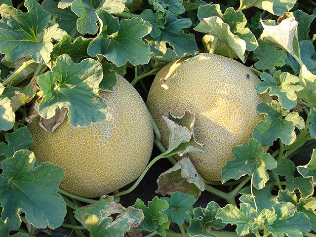Дыня столовая
