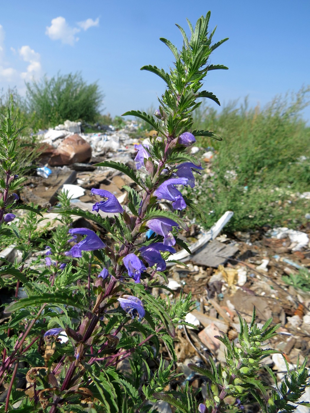 Змееголовник молдавский