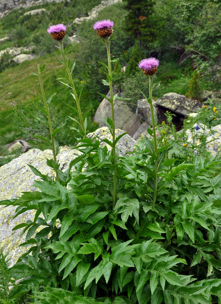 Левзея сафлоровидная