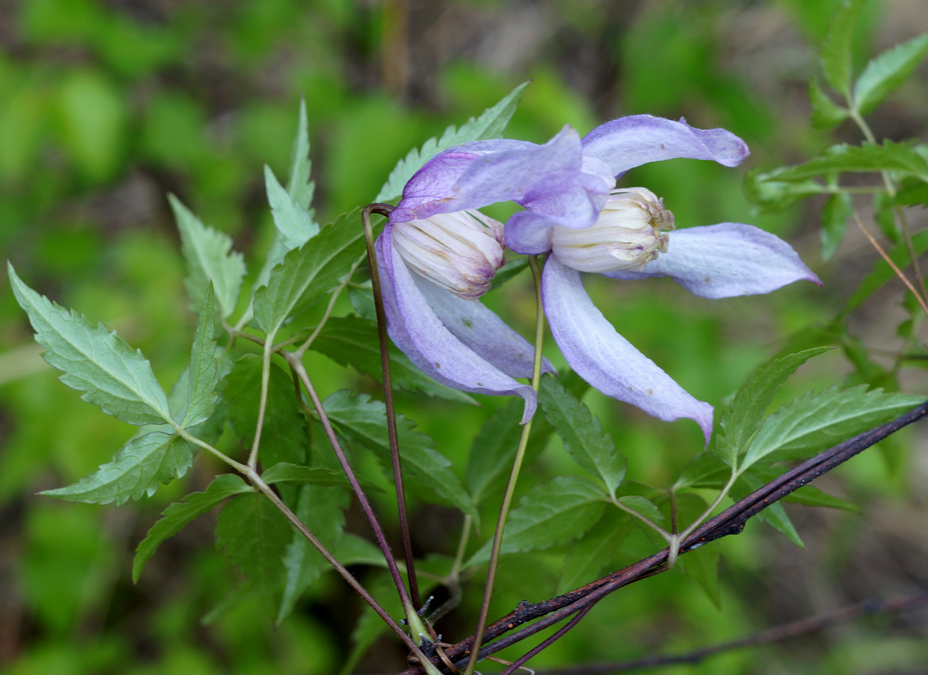Княжик охотский