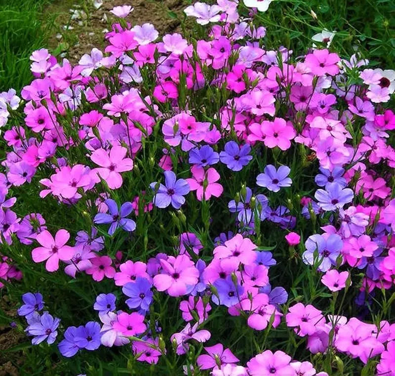 Вискария обыкновенная