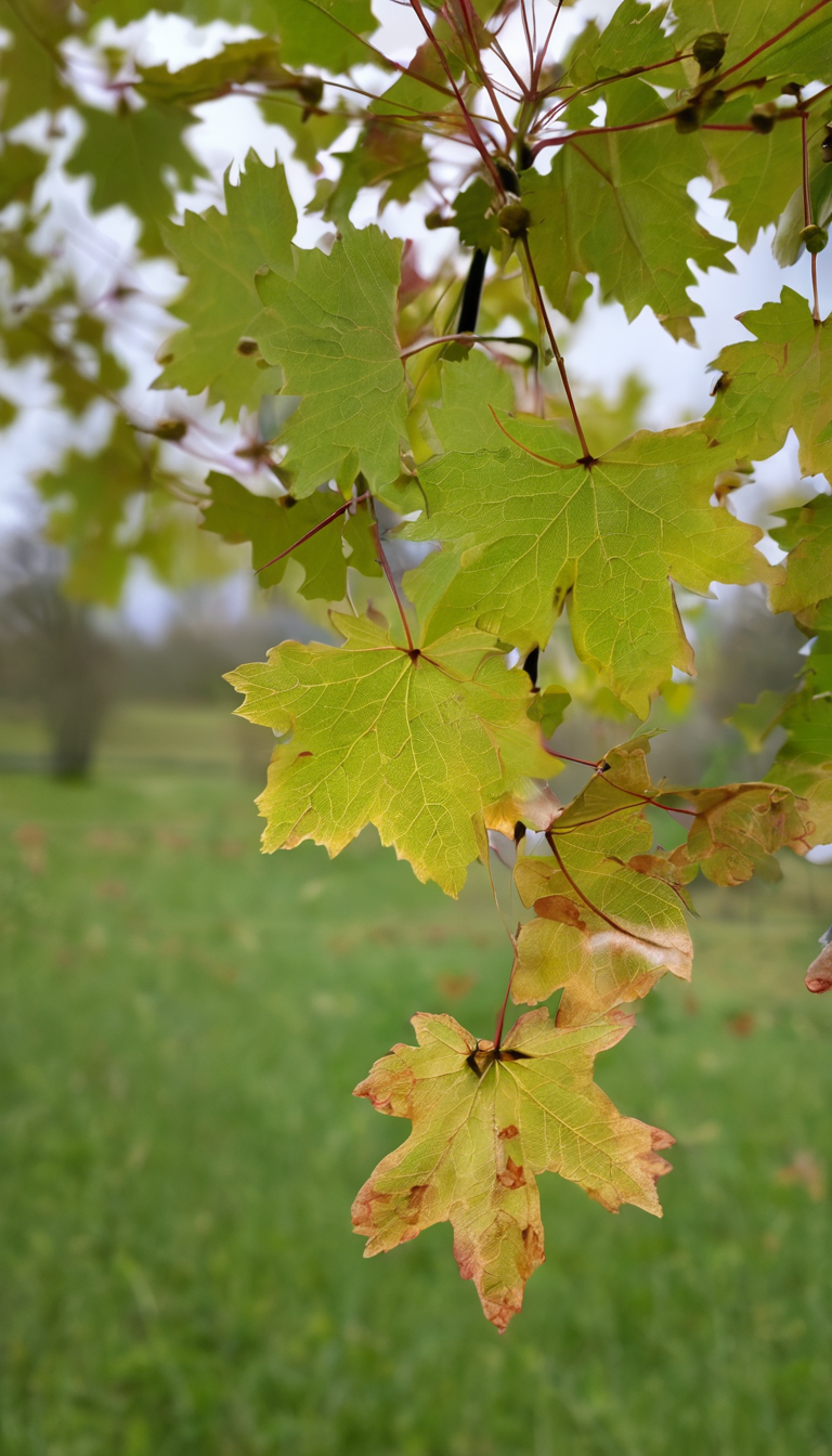 Клен полевой
