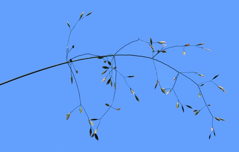 Мятлик болотный