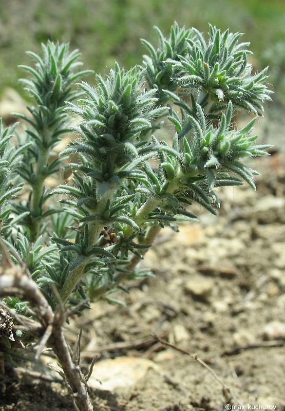 Камфоросма