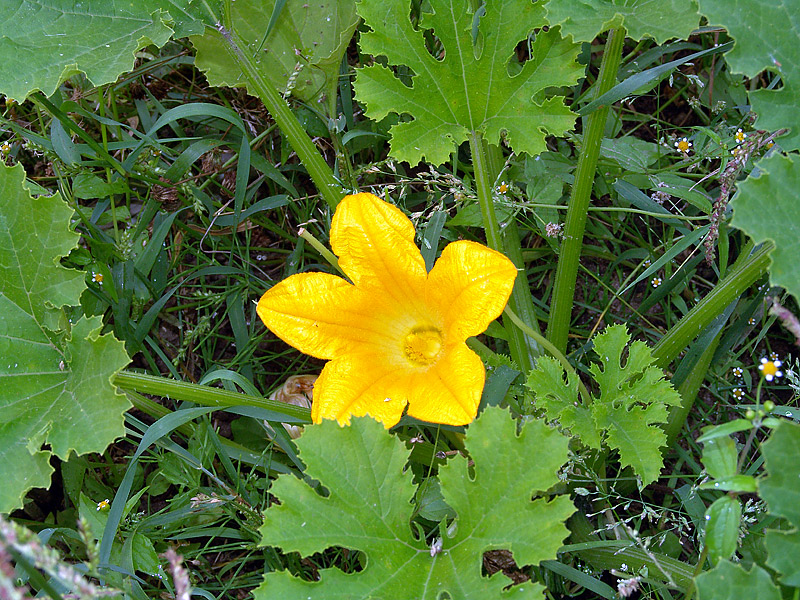 Тыква твердокорая