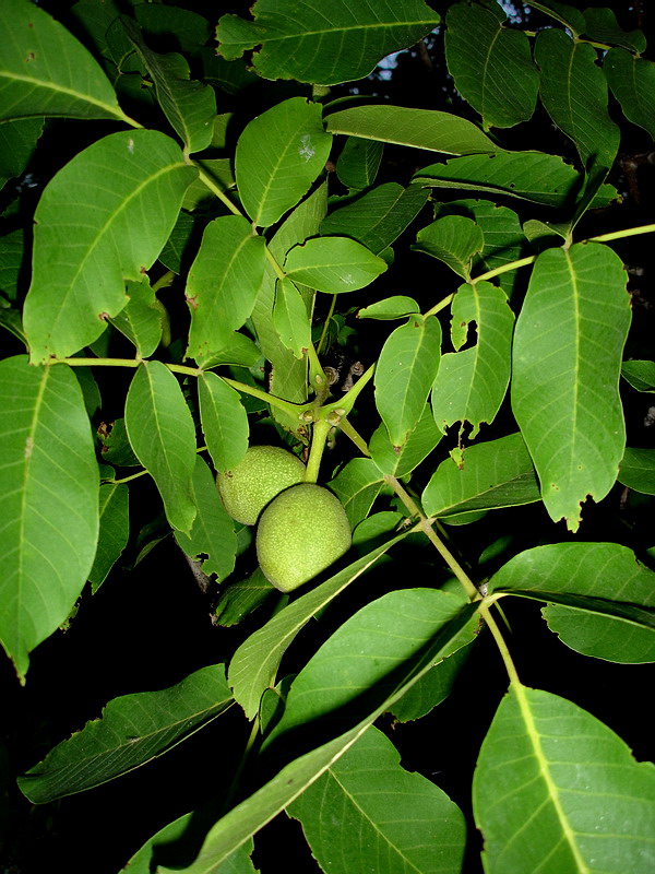 Орех грецкий