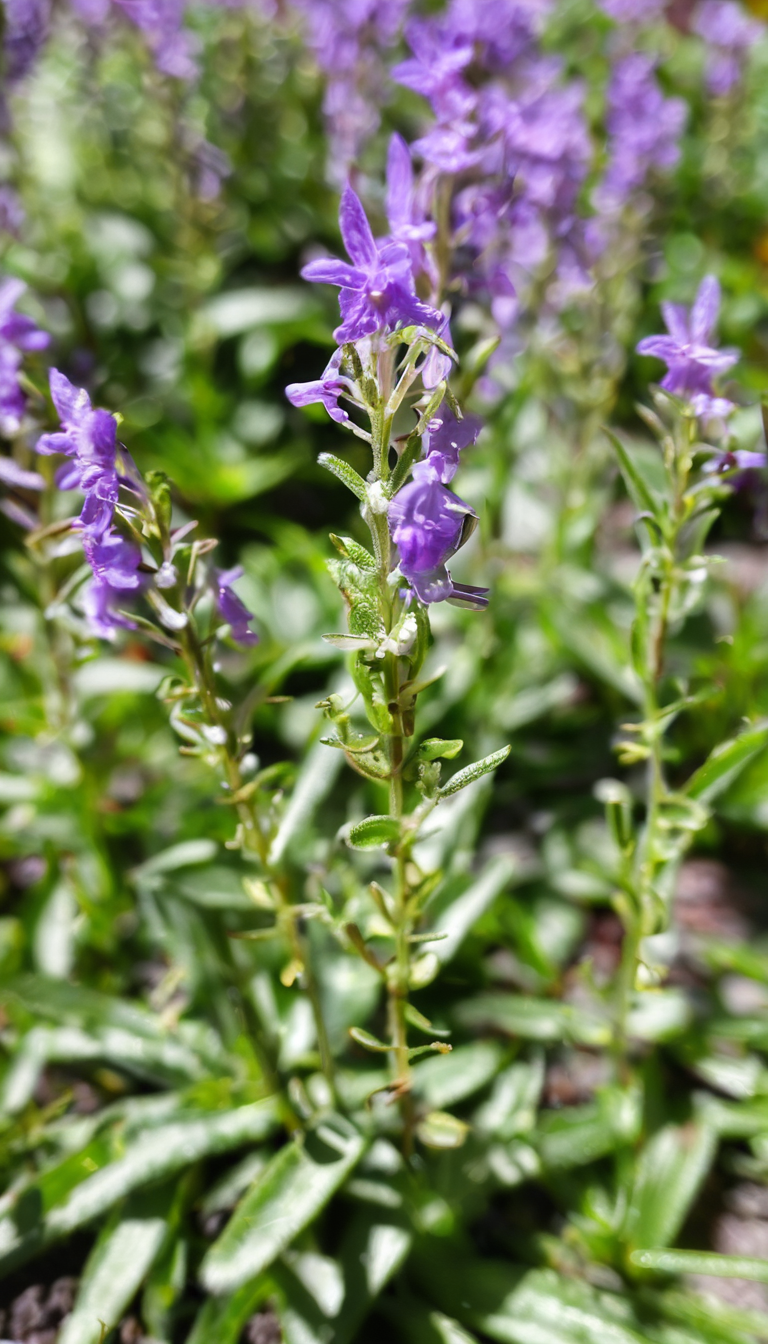 Чабер огородный