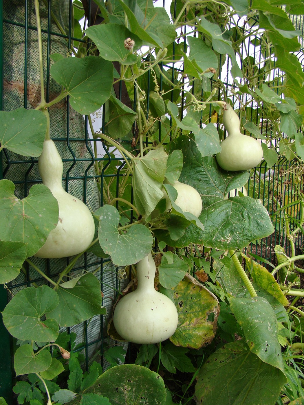 Лагенария обыкновенная