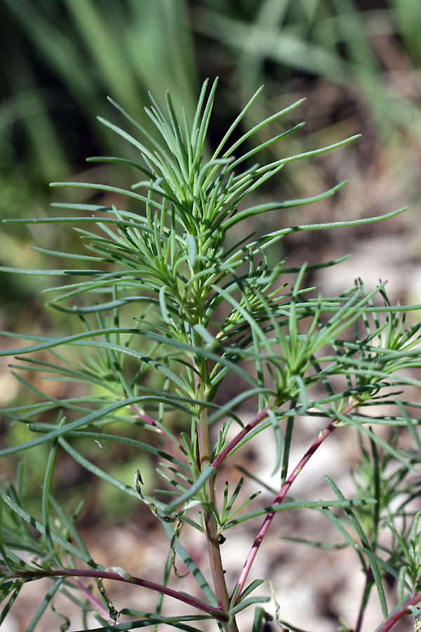 Сведа высокая