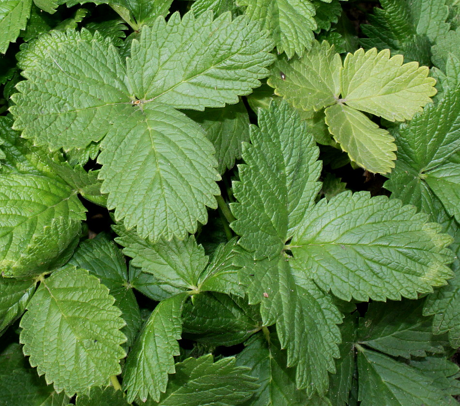 Лапчатка крупноцветковая