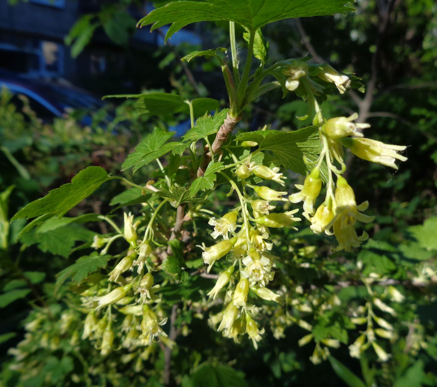 Смородина американская