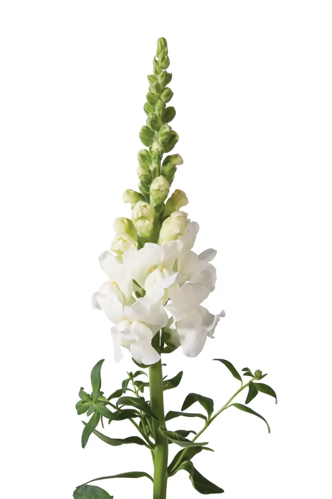 Антирринум | Львиный зев большой