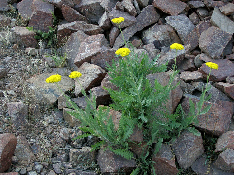 Тысячелистник таволговый