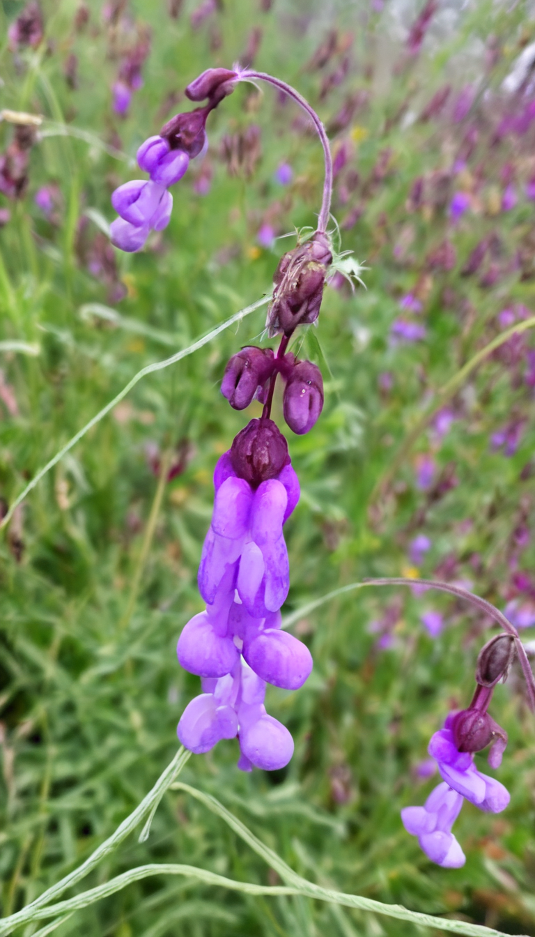 Вика мохнатая озимая