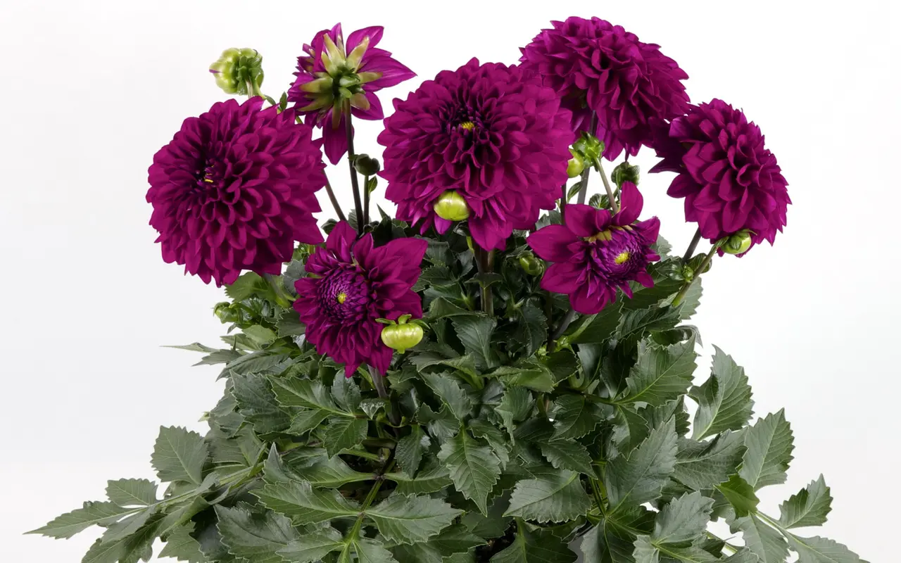 Георгина однолетняя