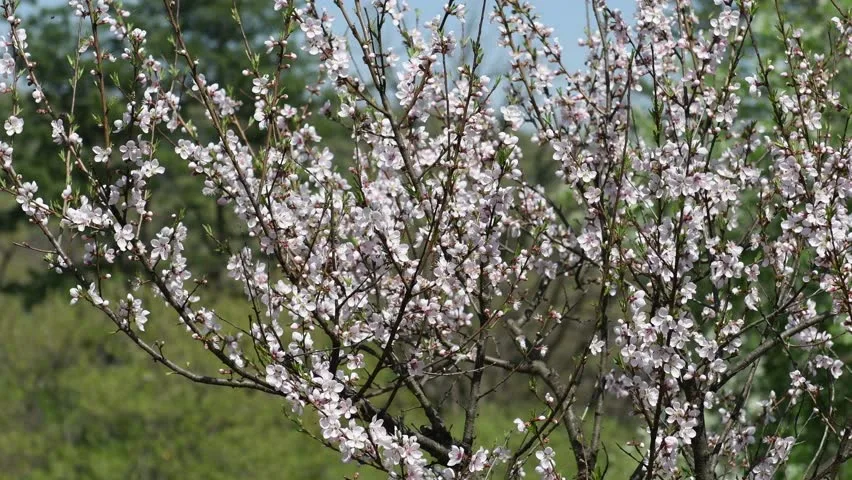 Персик декоративный