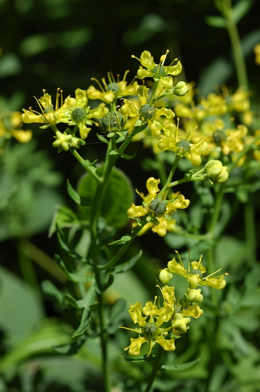 Рута душистая