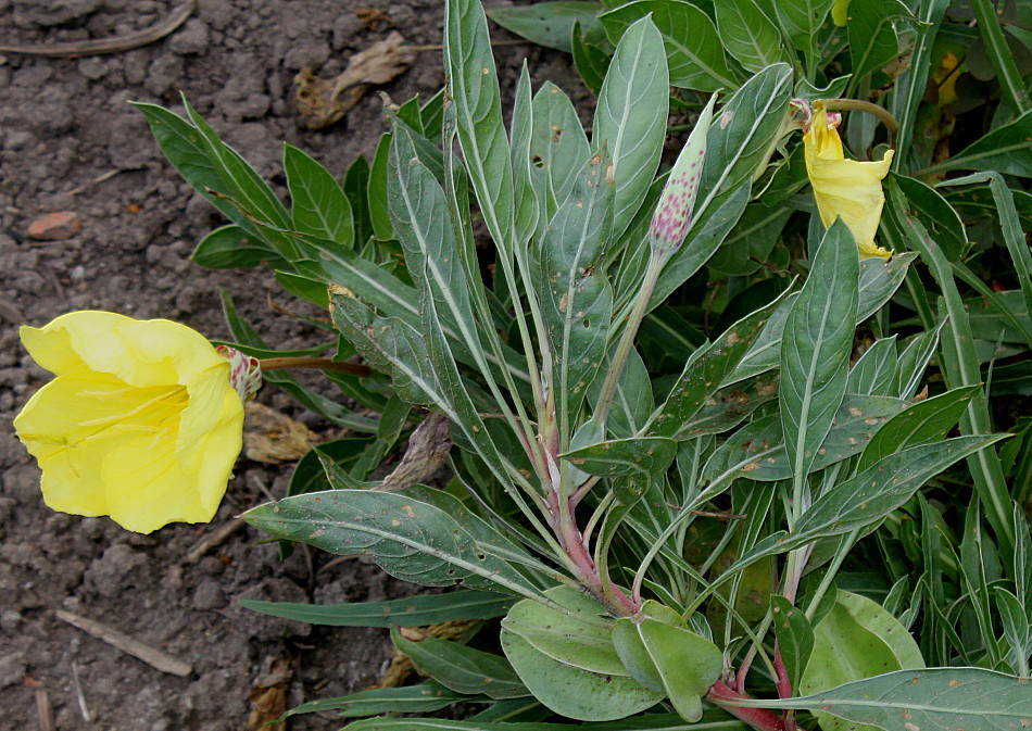 Энотера миссурийская