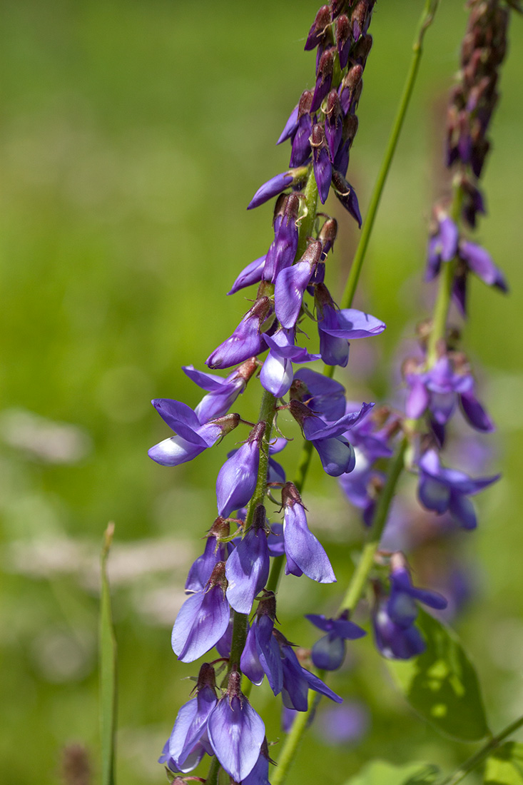 Галега восточная