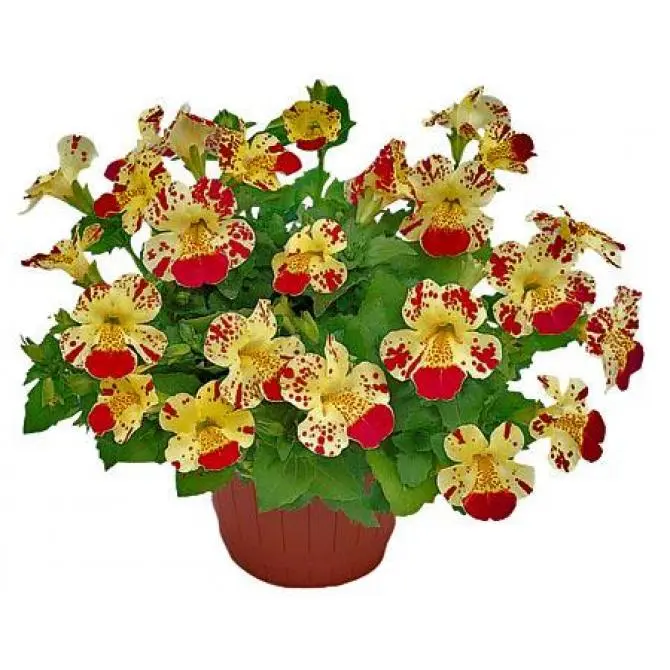 Губастик гибридный