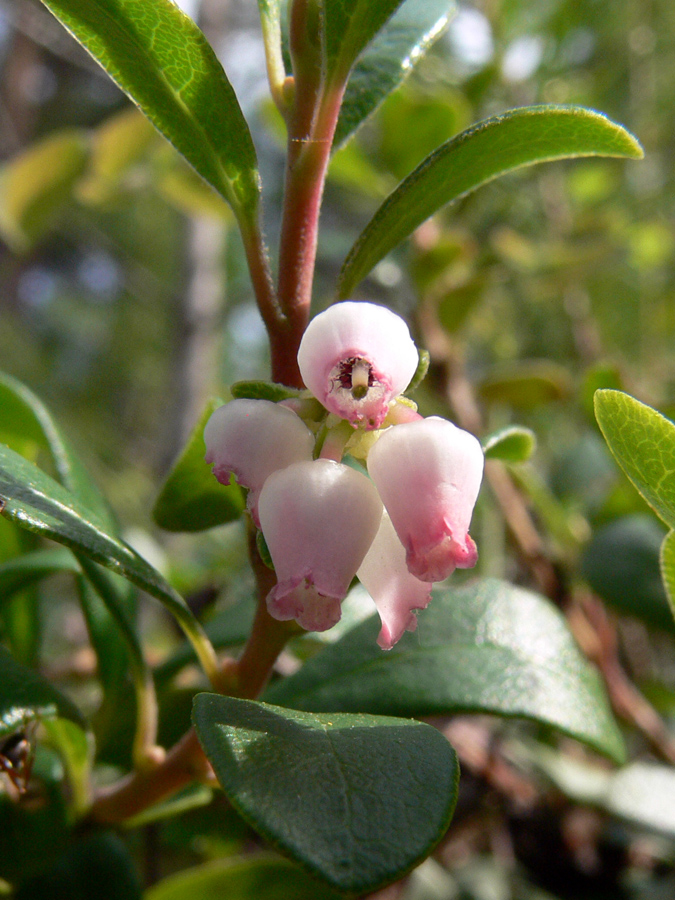 Толокнянка обыкновенная